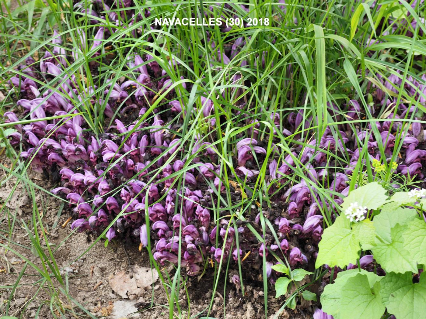 Toothwort, Purple plant
